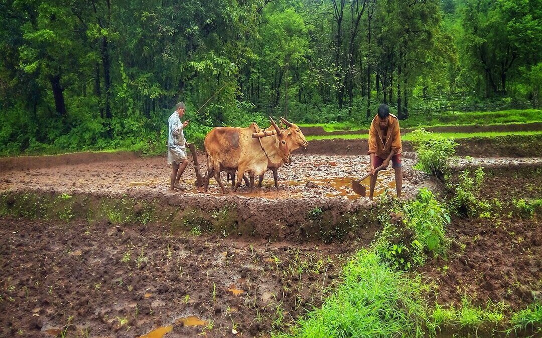 Sindhudurg Pinguli Village